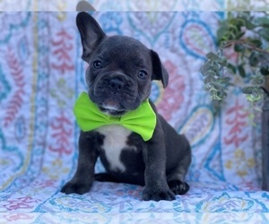 French Bulldog Puppy for sale in LANCASTER, PA, USA