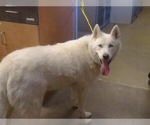 Siberian Husky Dogs for adoption in Sacramento, CA, USA