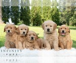 Small #1 Golden Retriever