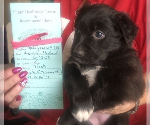 Medium Photo #1 Australian Shepherd Puppy For Sale in SUNNYVALE, CA, USA