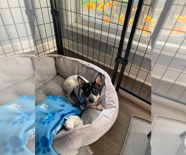 Medium Photo #4 Rat-Cha Puppy For Sale in Mundelein, IL, USA