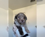 Puppy 1 Havanese-Miniature Australian Shepherd Mix