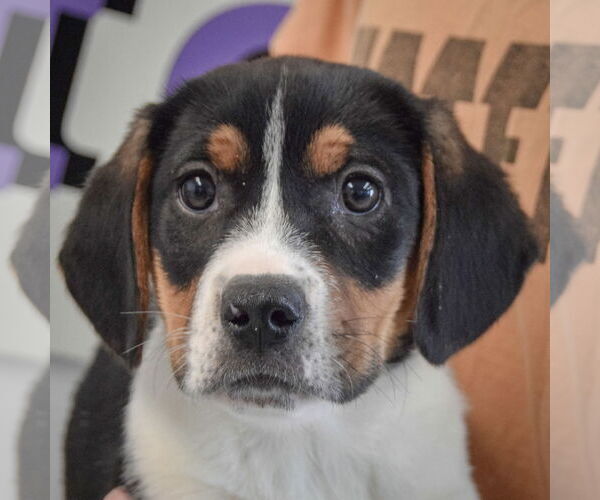 Medium Photo #7 Bagle Hound Puppy For Sale in Huntley, IL, USA