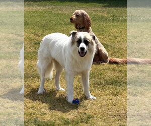 Obi - Male Great Pyrenees-Unknown Mix Dog for Adoption - Photo #2