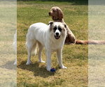 Small Photo #2 Great Pyrenees-Unknown Mix Puppy For Sale in Dallas, TX, USA