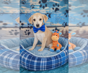 Golden Labrador Dogs for adoption in Mt. Laurel, NJ, USA