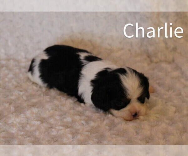 Medium Photo #2 Cavalier King Charles Spaniel Puppy For Sale in HOMELAND, CA, USA