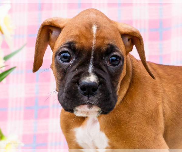 Medium Photo #53 Boxer Puppy For Sale in WAKARUSA, IN, USA