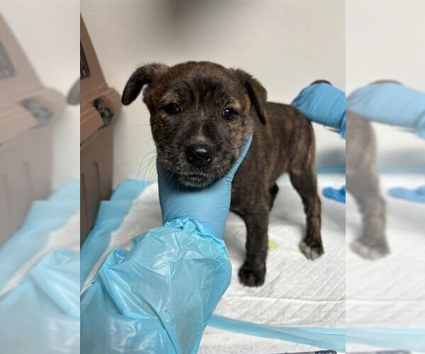 Medium Photo #1 American Pit Bull Terrier Puppy For Sale in Bakersfield, CA, USA