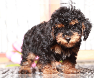 Poodle (Toy) Puppy for sale in NAPLES, FL, USA