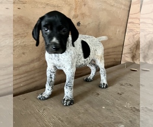 German Shorthaired Pointer Puppy for sale in WARSAW, NC, USA
