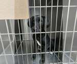 Small #6 Labrador Retriever Mix