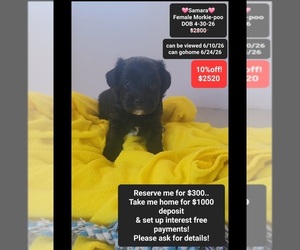 Morkie Poo (Toy) Puppy for sale in TUCSON, AZ, USA