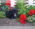 Puppy Africa Shih-Poo