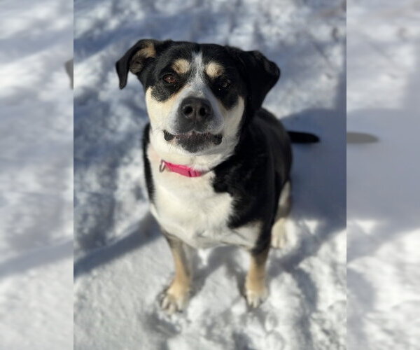 Medium Photo #10 Mutt Puppy For Sale in Bemidji, MN, USA