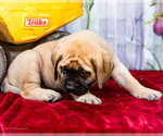 Small Photo #13 Mastiff Puppy For Sale in WAKARUSA, IN, USA