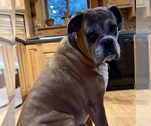 Father of the Boxer puppies born on 05/02/2025