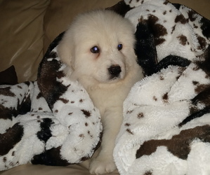 Great Pyrenees Puppy for sale in WEST ALEXANDRIA, OH, USA