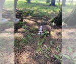 Small #6 Boston Terrier