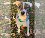 Small #1 American Pit Bull Terrier Mix