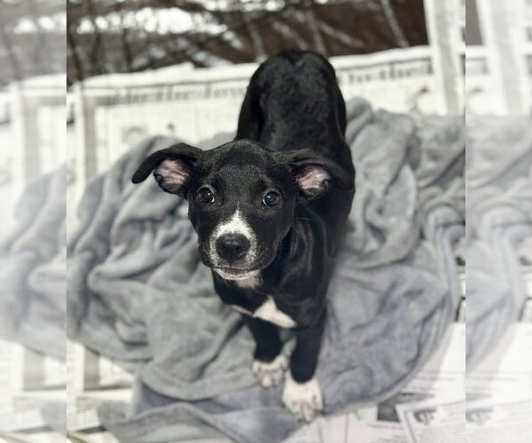 Medium Photo #2 Labrador Retriever-Unknown Mix Puppy For Sale in SHERBURNE, NY, USA