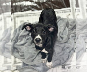 Juno (NY-Lia) *Rochester NY* - Female Labrador Retriever-Unknown Mix Dog for Adoption - Photo #2