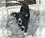Small #1 Labrador Retriever Mix