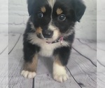 Puppy Puppy 4 Australian Shepherd