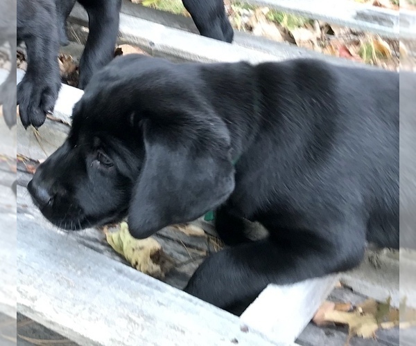 Medium Photo #2 Labrador Retriever Puppy For Sale in NORWALK, CT, USA