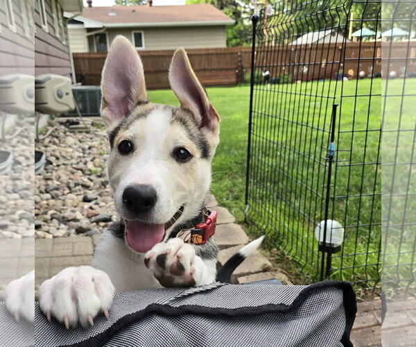 Medium Photo #5 Siberian Husky-Unknown Mix Puppy For Sale in Fargo, ND, USA