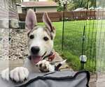 Small #4 Siberian Husky Mix