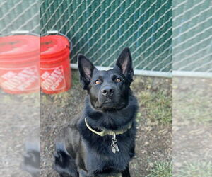Maverick (Tangerine Litter) - Male German Shepherd Dog-Unknown Mix Dog for Adoption - Photo #4