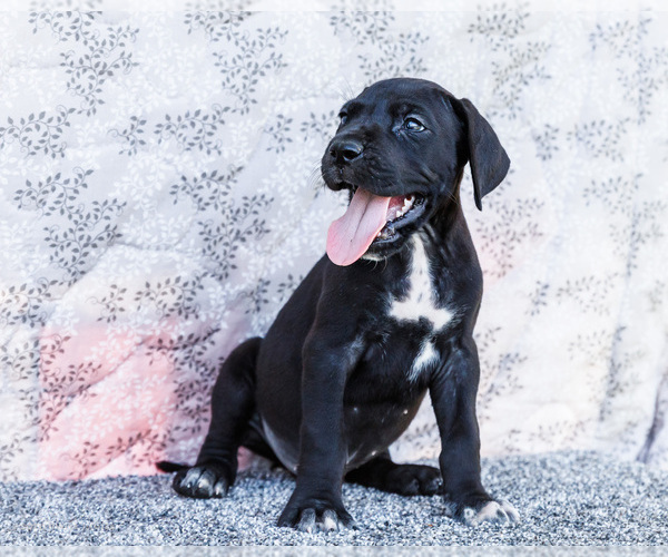 Medium Photo #6 Great Dane Puppy For Sale in WAKARUSA, IN, USA