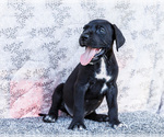 Small #5 Great Dane