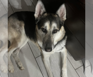 HUGO #3 - Female German Shepherd Dog Dog for Adoption - Photo #2