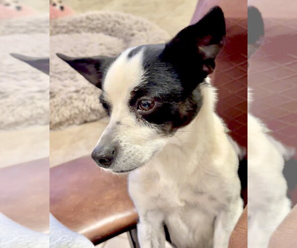 Medium Photo #20 Rat Terrier-Unknown Mix Puppy For Sale in Corona, CA, USA