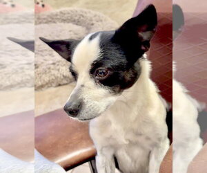 Evie - Female Rat Terrier-Unknown Mix Dog for Adoption - Photo #20