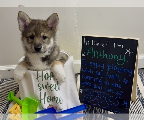 Medium Photo #2 Pomsky-Shiba Inu Mix Puppy For Sale in NASHUA, NH, USA