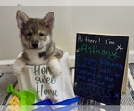 Puppy Anthony Pomsky-Shiba Inu Mix