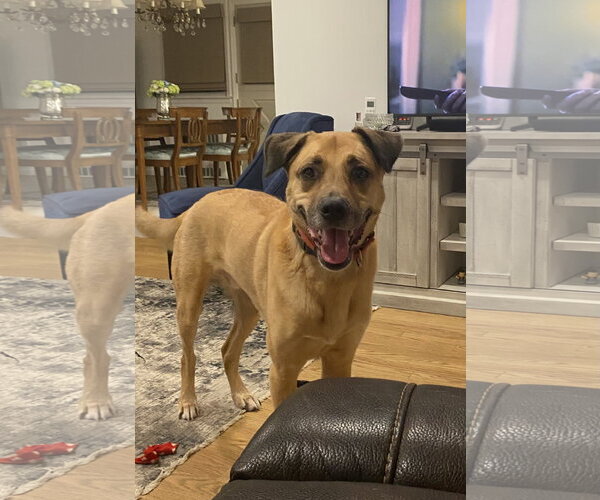 Medium Photo #1 Mutt Puppy For Sale in Woodbury, NY, USA