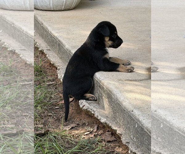 Medium Photo #3 Labrador Retriever-Unknown Mix Puppy For Sale in The Woodlands, TX, USA