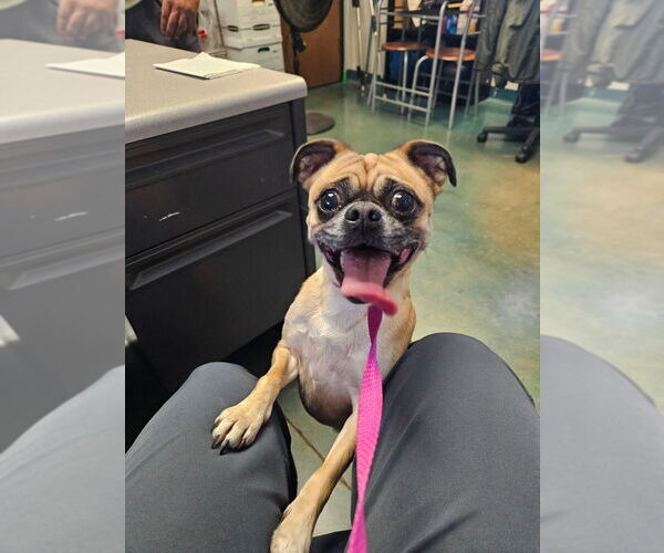 Medium Photo #3 Pug-Unknown Mix Puppy For Sale in Oak Bluffs, MA, USA