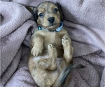 Small Photo #1 Dachshund Puppy For Sale in MECHANICSVILLE, VA, USA