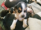 Small Photo #1 Beagle Puppy For Sale in CENTRALIA, WA, USA
