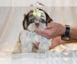 Small #4 Shih Tzu