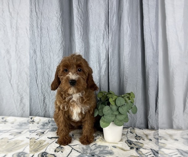 Medium Photo #7 Goldendoodle (Miniature) Puppy For Sale in GREENWOOD, IN, USA