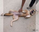 Small #2 Retriever  Mix