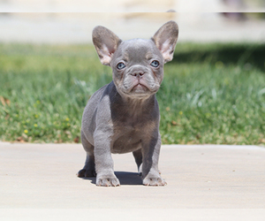 French Bulldog Puppy for Sale in LITTLEROCK, California USA