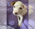 Small #36 Bullboxer Pit