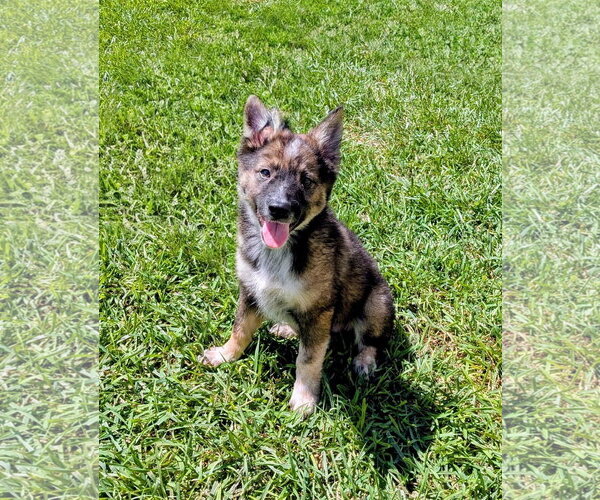 Medium Photo #7 German Shepherd Dog-Unknown Mix Puppy For Sale in Sandy, UT, USA